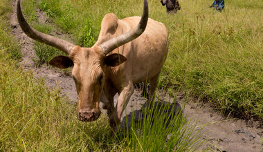 Tragedy spurs cattle keeper’s passion for peace at migration conference in South Sudan