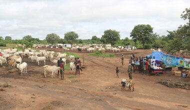 unmiss south sudan western bahr el ghazal state bangladesh mobile veterinary clinic