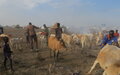 Ghanaian peacekeepers give hope to flood-stricken Unity cattle and people alike