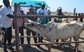 Indian peacekeepers in Malakal win hearts and minds through free veterinary services