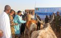 UNMISS Bangladesh battalion treats thousands of cattle in Wau