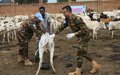 In Wau, UNMISS Bangladeshi peacekeepers run a free veterinary campaign