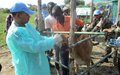 Indian Peacekeeping Veterinarians Support Farming in Flood-Stricken Pibor